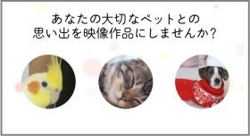映像制作「ペットメモリアル」