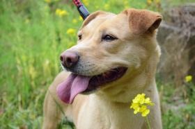 譲渡された犬猫のお世話を職員皆で行っています。