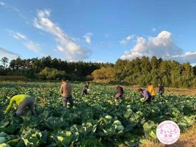 キャベツの収穫です。