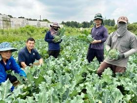 ブロッコリーの収穫です。