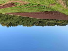 サニーレタス、フリルレタスの畑になります。