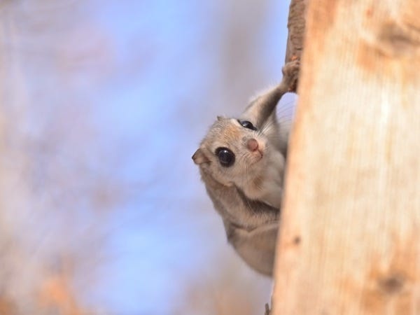 地域おこし協力隊員（未経験大歓迎）