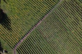 ヨーロッパのような垣根状のブドウ畑が広がります