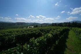 夏のブドウ畑です。青い空と緑が広がります