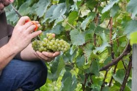 一つ一つ手作業を積み重ねてブドウを育てワインにします