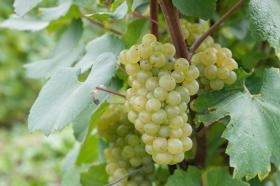 毎年ブドウが熟していく実りの喜びがあります