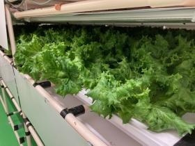 収穫前のレタス