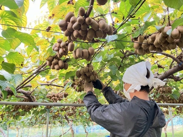 ニュージーランドなどキウイの生産大国を訪ね、より効率的な栽培方法を導入している香川県三豊市の園地。