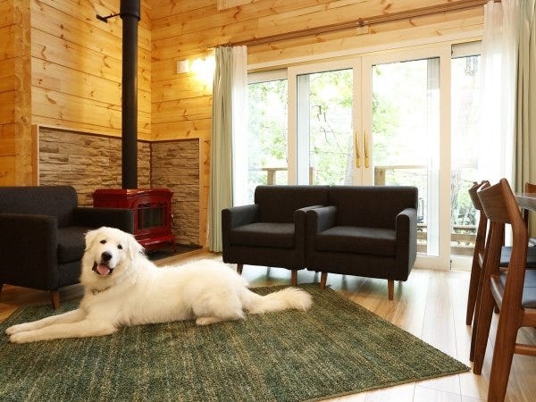 グループ会社のエンゼルフォレスト白河高原の看板犬のジーナちゃん。楽天看板犬ランクキングで1位を取りました。