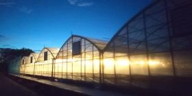 夜間ビニールハウス 電照で生育サポートします