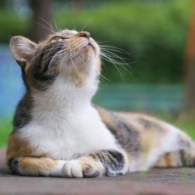 外でクラス猫も対象