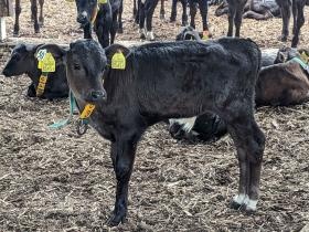 哺育舎部門では群飼いに移行。ミルクは自動哺乳ロボットで