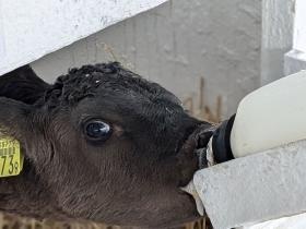 ハッチ舎部門では生後間もない子牛を個別に管理