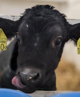 動物好きな方で牧場未経験の方は育成牧場がおすすめです