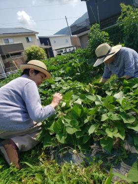 小多機の畑。利用者さんと一緒に畑作業もします。