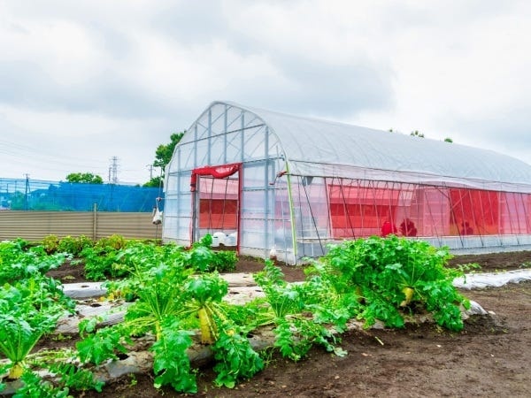 たしざん畑（西大泉４丁目）