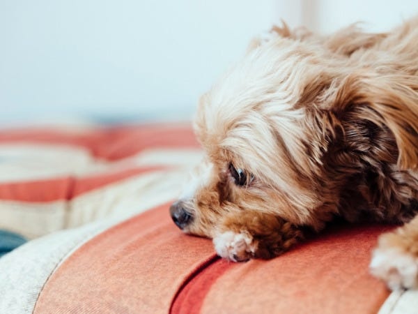 世話人スタッフ（障がい者グループホーム日勤のみOK・手当が充実）