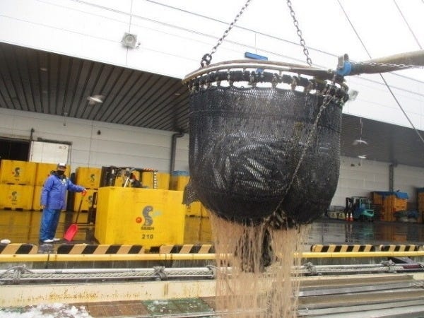 九州の海域を中心に、主にアジ、サバ、ブリ類などを漁獲しています。いずれも日本の食卓に欠かせない魚であり、日本の水産業の根幹を支える仕事です。