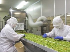 工場内の作業の様（第二工場）