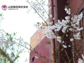 山忠商店構内の桜です。新しく入られる方をお迎えします。