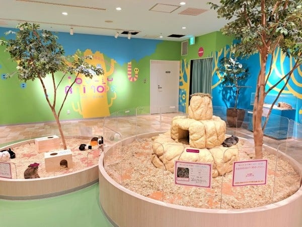 園内のメインエリアの「アニモアエリア」ウサギやモルモットなどのかわいい小動物がいっぱいです！