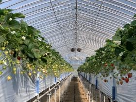 夏イチゴの安定生産を実現
