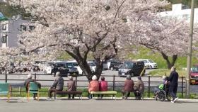 ◆病院前には毎年桜が咲いています◆