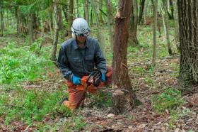 チェンソーでの伐採