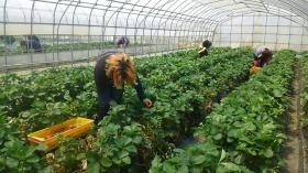 農作業（いちご）