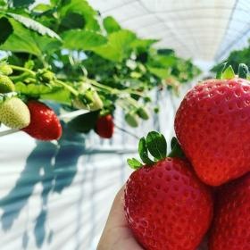 いちご狩りハウス