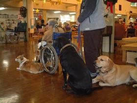 犬の訓練の様子