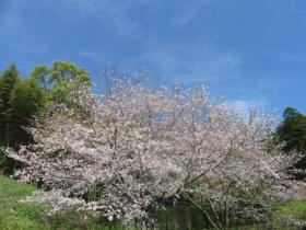 サン久福木の大桜