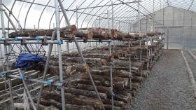 清水友愛の里 しいたけハウス