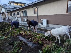 ヤギがいる事業所