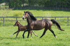 新ひだか町静内では生産を行っています。