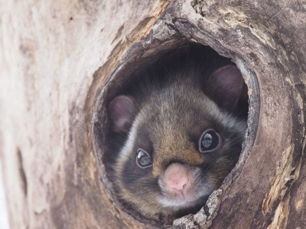 エコツアーガイド（日常英会話ができる方大歓迎）