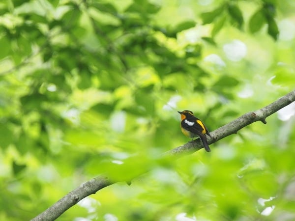 エコツアーガイド（日常英会話ができる方大歓迎）