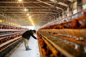 生産（たまご）