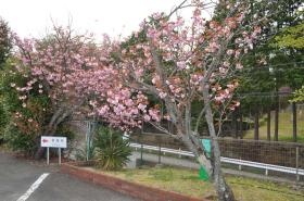 駐車場の桜１