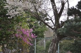 駐車場の桜３