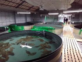 ２０２０年より陸上養殖をスタート