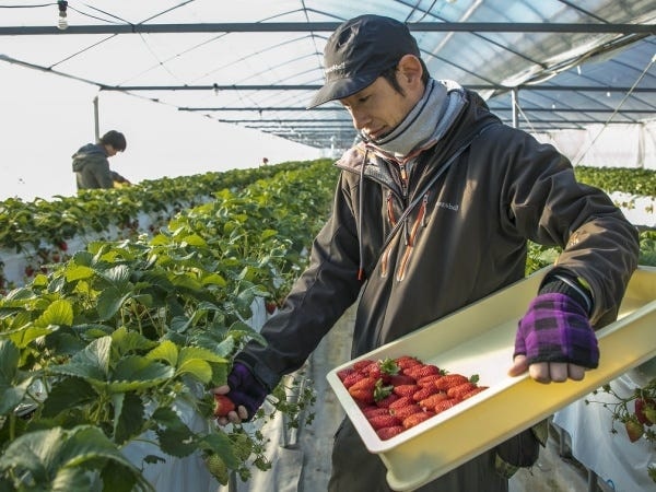 いちご栽培・いちごの栽培補助・農（未経験者も歓迎）