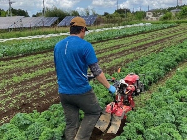 千葉県山武市にある自社農園で一つ一つ育てています。