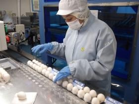半熟・温泉卵製造ライン検品（岩倉）