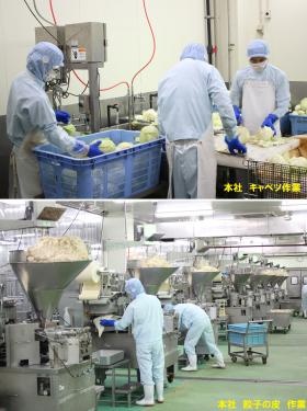 本社でのキャベツの作業と、餃子の皮の製造の様子。