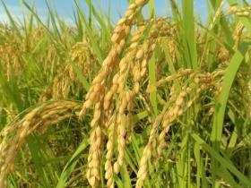 米の耕作域は松阪を中心に東京ドームで例えると約４７個分の面積