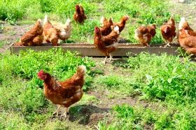 鶏たちの元気な姿に癒されています