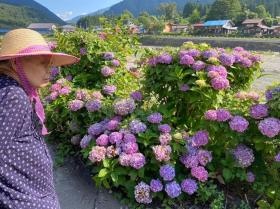 外出支援 施設の前を流れる庄川沿いの紫陽花散策