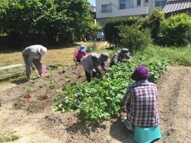 畑で夏野菜の苗を植えています。