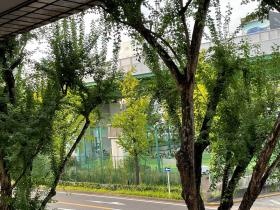 木のこもれびが感じられるようなゆったりとした景色です。